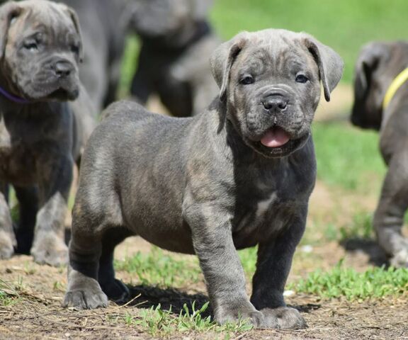 wunderschönen Cane Corso welpen