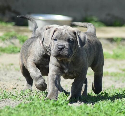 wunderschönen Cane Corso welpen