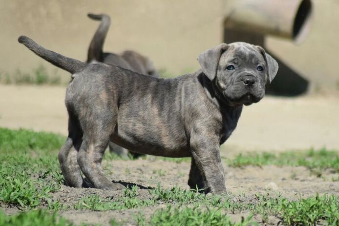 wunderschönen Cane Corso welpen