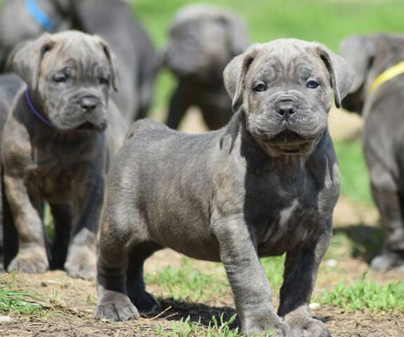 wunderschönen Cane Corso welpen