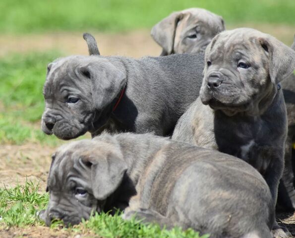 wunderschönen Cane Corso welpen
