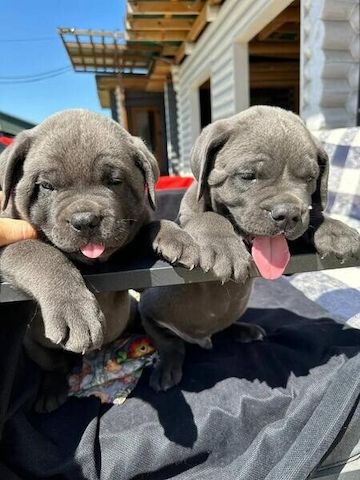 Tierärztlich untersuchte Cane-Corso-Welpen zu verkaufen.