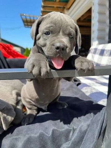 Tierärztlich untersuchte Cane-Corso-Welpen zu verkaufen.