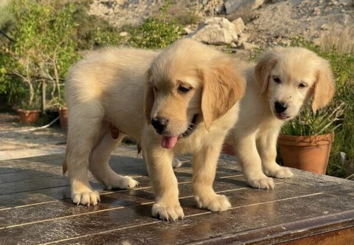 Gesunde Golden-Retriever-Welpen in Ihrer Nähe