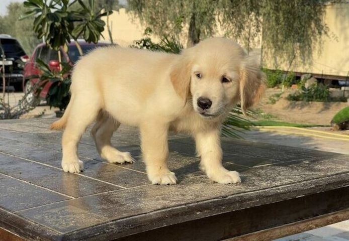 Gesunde Golden-Retriever-Welpen in Ihrer Nähe