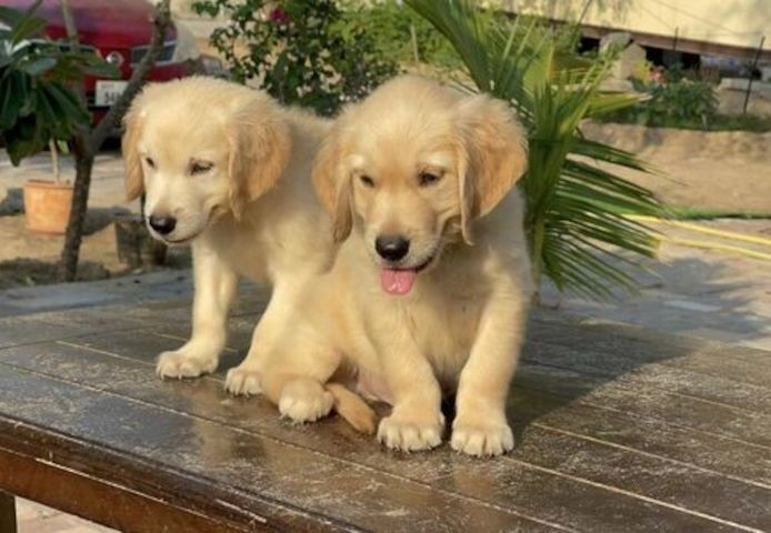 Gesunde Golden-Retriever-Welpen in Ihrer Nähe