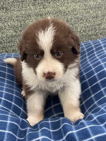 Border-Collie-Welpen zu verkaufen.