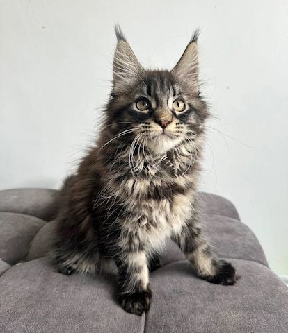 Wunderschöne Maine-Coon-Katze – ab sofort abgabebereit