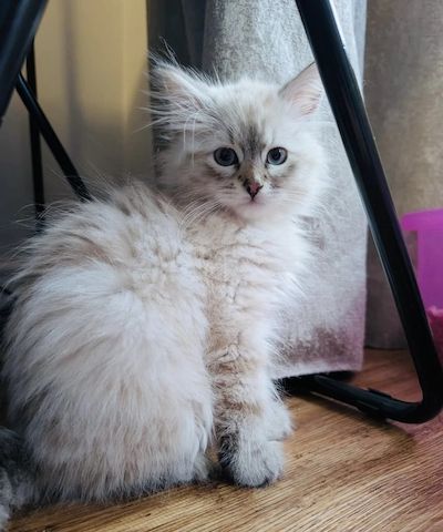 reinrassiger Sibirischer Katzen