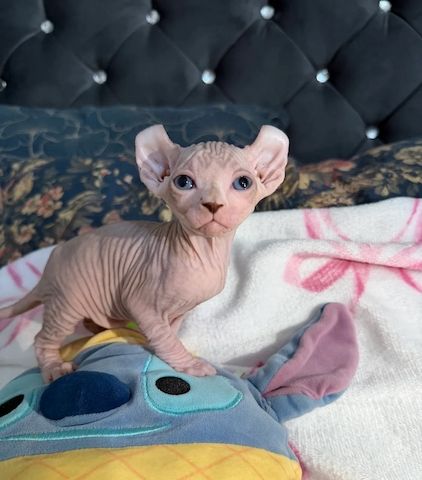 Sphynx-Kätzchen