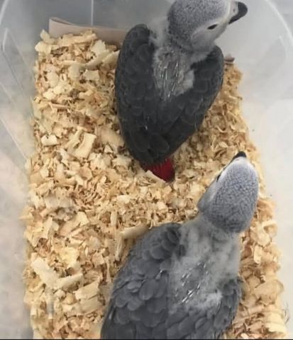 Drei junge Graupapageien zu verkaufen. Sie sind sehr gesund.