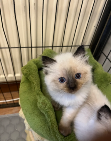 BEAUTIFUL RAGDOLL KITTENS READY TO LEAVE NOW