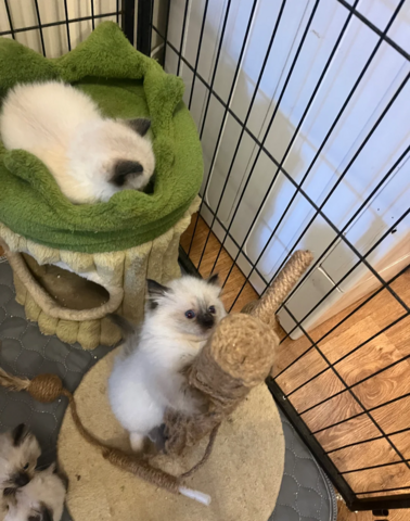 Ragdoll Kittens