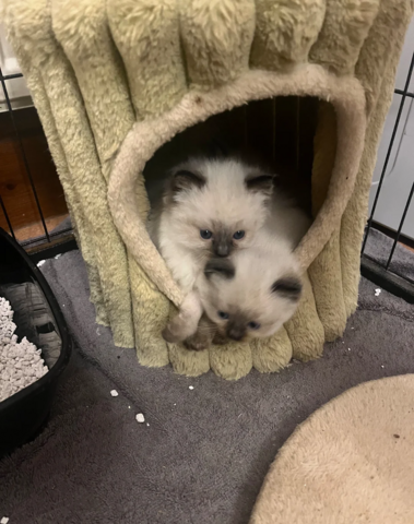 Beautiful Purebred Ragdoll Kittens for Sale