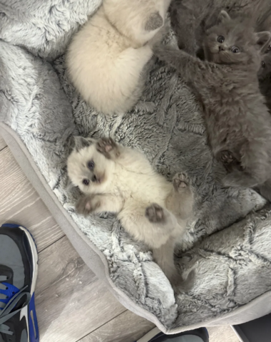 Male & Female Ragdol Kittens