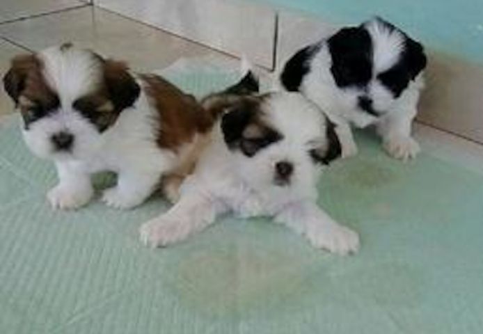 Tierärztlich untersuchte Shih-Tzu-Welpen zu verkaufen.