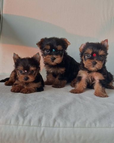 Tierärztlich untersuchte Yorkshire-Terrier-Welpen zu verkaufen.
