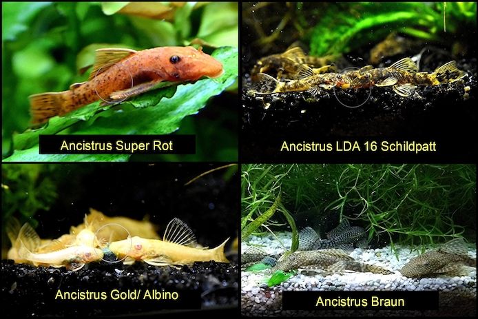 Ancistrus, Wels, Super Rot, Schildpatt, Gold/Albino, Braun, ab 2€