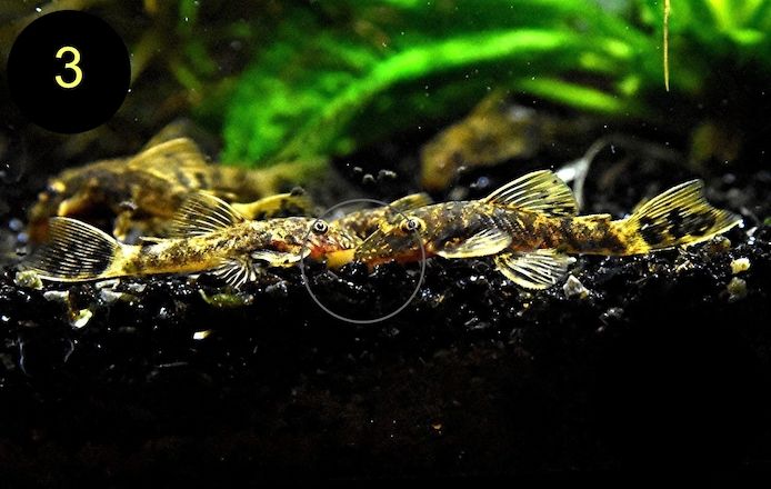 Ancistrus, Wels, Super Rot, Schildpatt, Gold/Albino, Braun, ab 2€