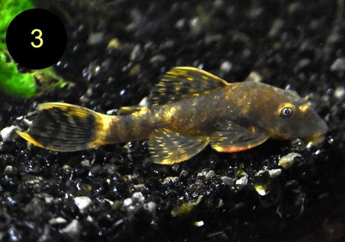 Ancistrus, Wels, Super Rot, Schildpatt, Gold/Albino, Braun, ab 2€