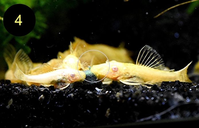 Ancistrus, Wels, Super Rot, Schildpatt, Gold/Albino, Braun, ab 2€