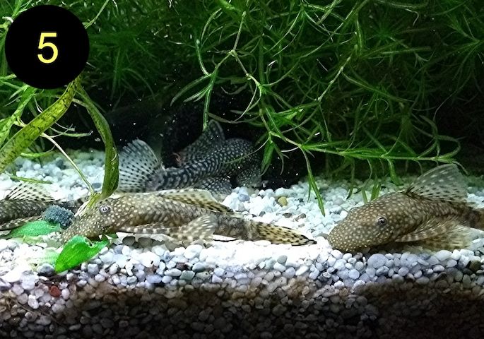 Ancistrus, Wels, Super Rot, Schildpatt, Gold/Albino, Braun, ab 2€