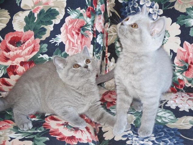Britisch Kurzhaar (BKH), Katzenbabies, Katzenbabys, Kitten, (m/w)