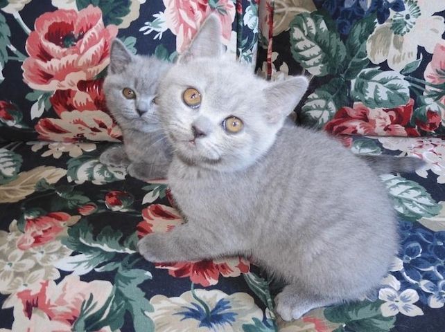 Britisch Kurzhaar (BKH), Katzenbabies, Katzenbabys, Kitten, (m/w)