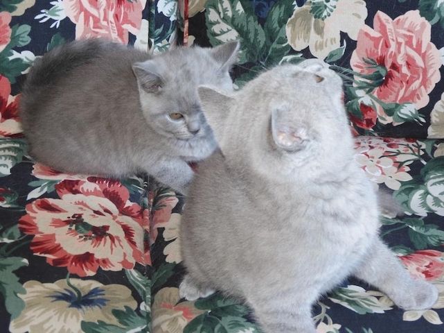 Britisch Kurzhaar (BKH), Katzenbabies, Katzenbabys, Kitten, (m/w)