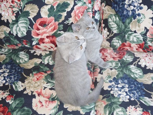 Britisch Kurzhaar (BKH), Katzenbabies, Katzenbabys, Kitten, (m/w)
