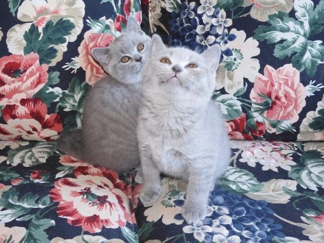 Britisch Kurzhaar (BKH), Katzenbabies, Katzenbabys, Kitten, (m/w)