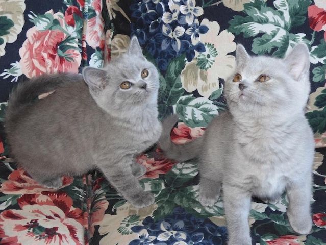 Britisch Kurzhaar (BKH), Katzenbabies, Katzenbabys, Kitten, (m/w)
