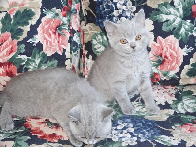 Britisch Kurzhaar (BKH), Katzenbabies, Katzenbabys, Kitten, (m/w)