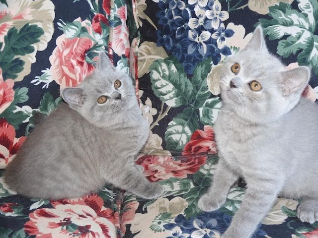 Britisch Kurzhaar (BKH), Katzenbabies, Katzenbabys, Kitten, (m/w)