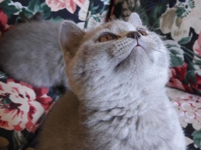 Britisch Kurzhaar (BKH), Katzenbabies, Katzenbabys, Kitten, (m/w)