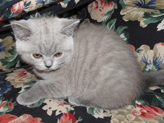 Britisch Kurzhaar (BKH), Katzenbabies, Katzenbabys, Kitten, (m/w)