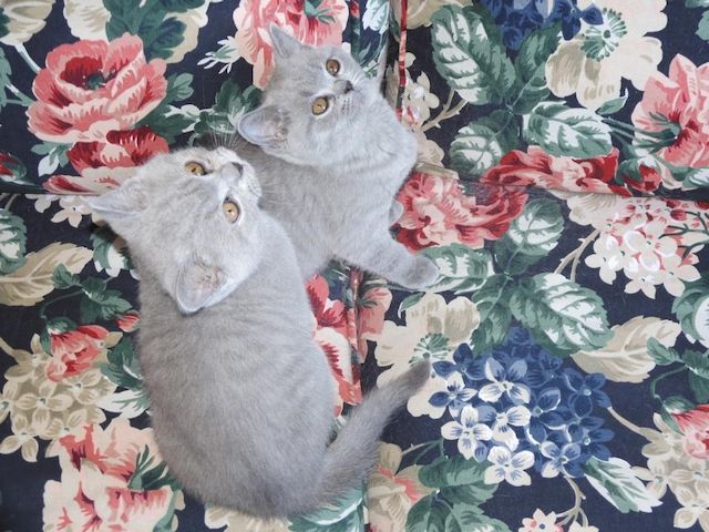 Britisch Kurzhaar (BKH), Katzenbabies, Katzenbabys, Kitten, (m/w)