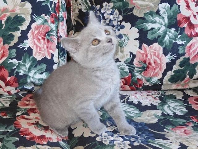 Britisch Kurzhaar (BKH), Katzenbabies, Katzenbabys, Kitten, (m/w)