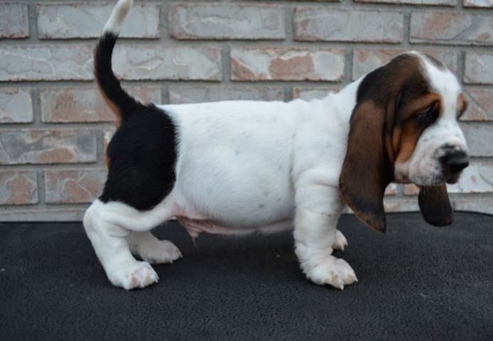 Ein süßes kleines Basset-Hound-Welpenmännchen steht zum Verkauf.