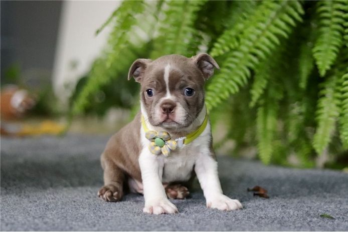 Boston-Terrier-Welpen mit Papieren stehen zum Verkauf.
