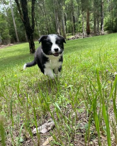 Wunderschöne Bearded-Collie-Welpen abzugeben  Whats App: +49 15218927086