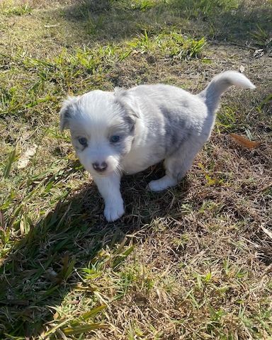 Wunderschöne Bearded-Collie-Welpen abzugeben  Whats App: +49 15218927086