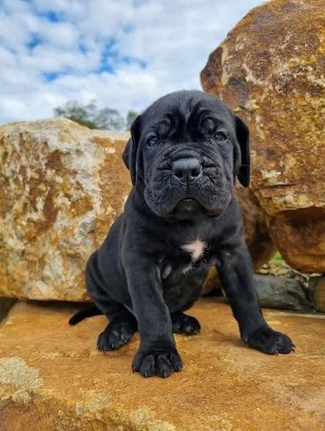 Cane Corso Welpen verfügbar. WhatsApp: +49 15218927086