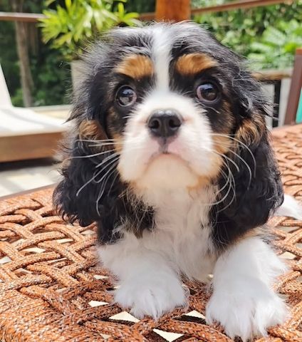 Cavalier King Charles Welpen WhatsApp: +49 15218927086