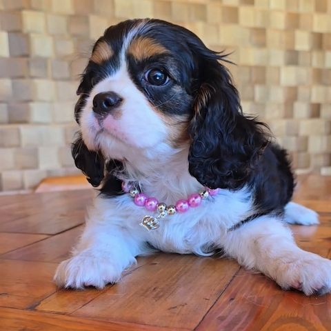 Cavalier King Charles Welpen WhatsApp: +49 15218927086