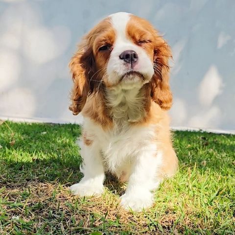 Cavalier King Charles Welpen WhatsApp: +49 15218927086