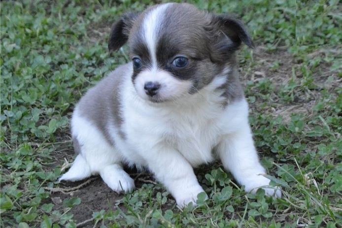 Wunderschöne Chihuahua-Welpen verfügbar. WhatsApp: +49 15218927086