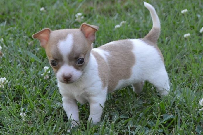 Wunderschöne Chihuahua-Welpen verfügbar. WhatsApp: +49 15218927086
