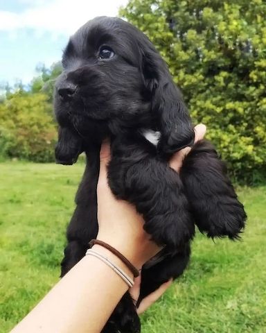 Cocker Spaniel Welpen abzugeben. WhatsApp: +49 15218927086