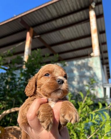 Cocker Spaniel Welpen abzugeben. WhatsApp: +49 15218927086
